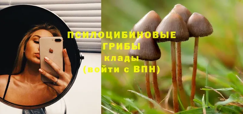 это как зайти  где найти   Гуково  Галлюциногенные грибы Cubensis 